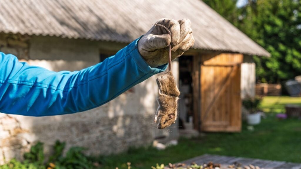 Can DIY Methods Eliminate Mice Quickly?