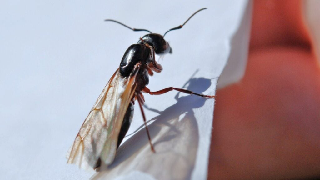 Why Are Winged Ants Suddenly Appearing in My House (And What to Do) 2 What Are Winged Ants?