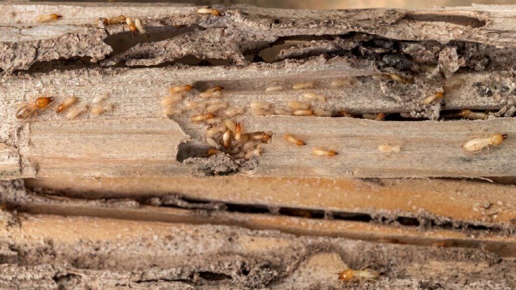 What Makes Termite Damage So Hard to Detect?