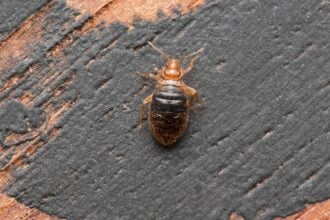 When Can I Put Clothes Back after Bed Bug Treatment?​