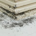 Why Do Ants Keep Returning After the Nest is Gone
