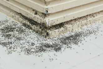 Why Do Ants Keep Returning After the Nest is Gone
