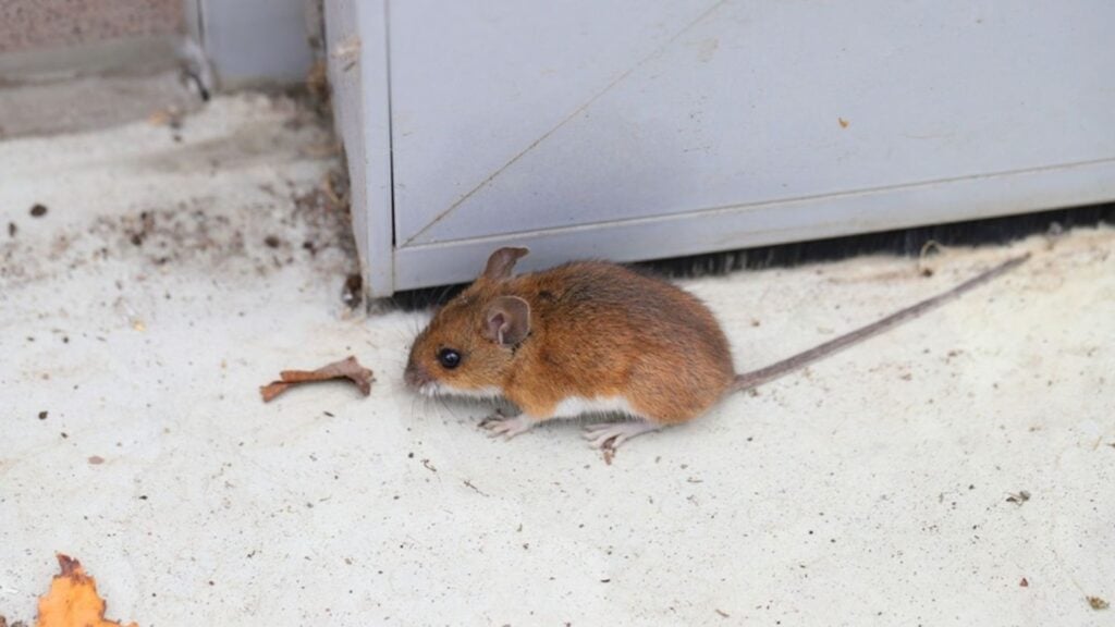 How To Mouse-Proof Your Home Before Winter 2 Why Mice Invade Homes Before Winter