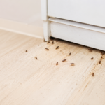 Why are Baby Cockroaches Suddenly Appearing 