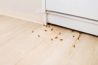 Why are Baby Cockroaches Suddenly Appearing 