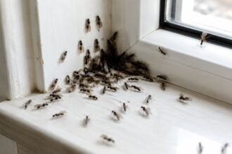 Winged Ants Suddenly Appearing in My House