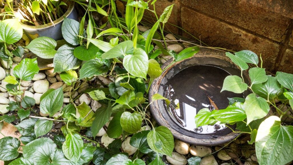 How long do Mosquitoes live indoors? 3 How to Get Rid of Mosquitoes Indoors