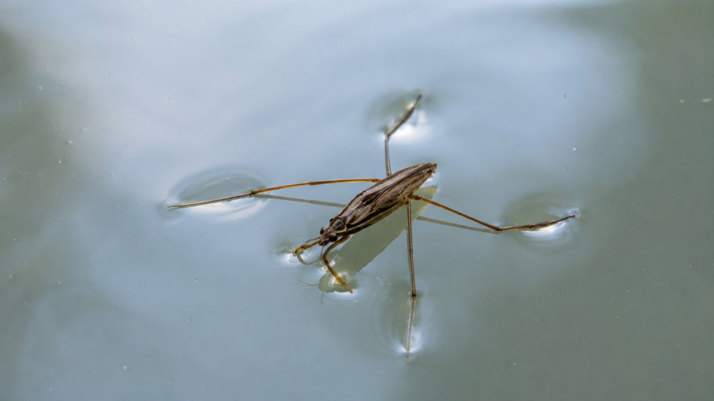 What Are Water Boatmen?