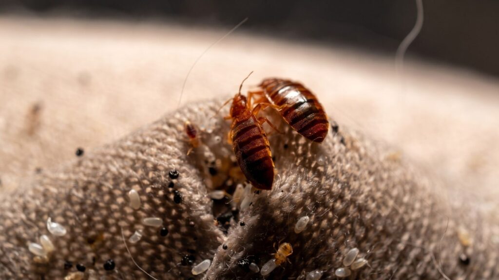What Are the Common Bed Bug Hiding Places?