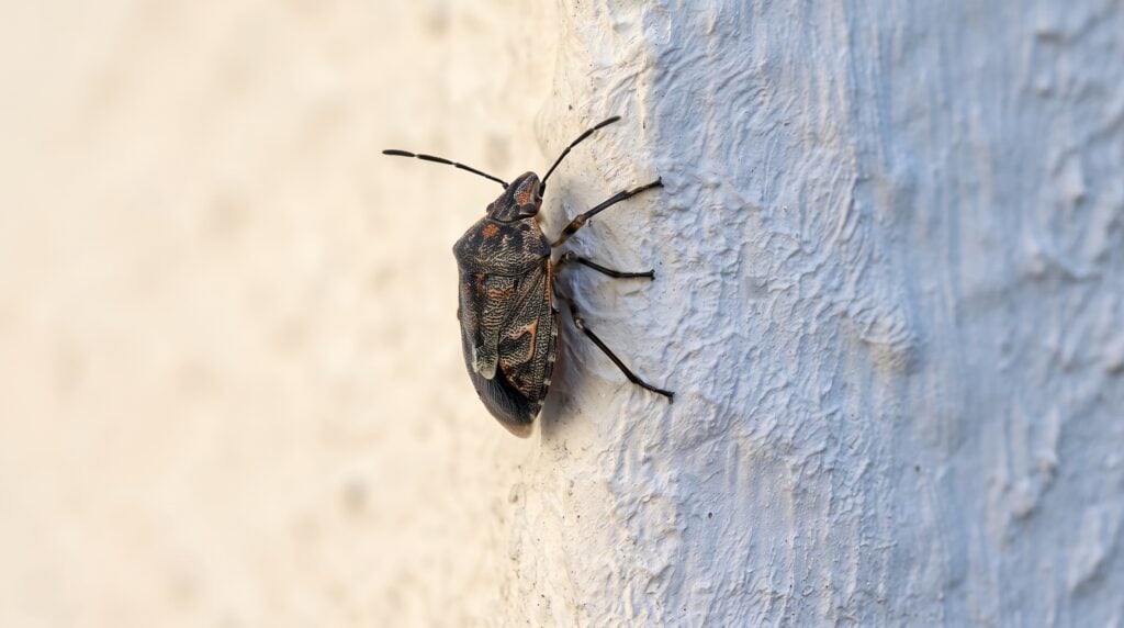 Can Stink Bugs Enter Through Recessed Lights 3 Signs Stink Bugs Are Coming From a Ceiling or Wall Void