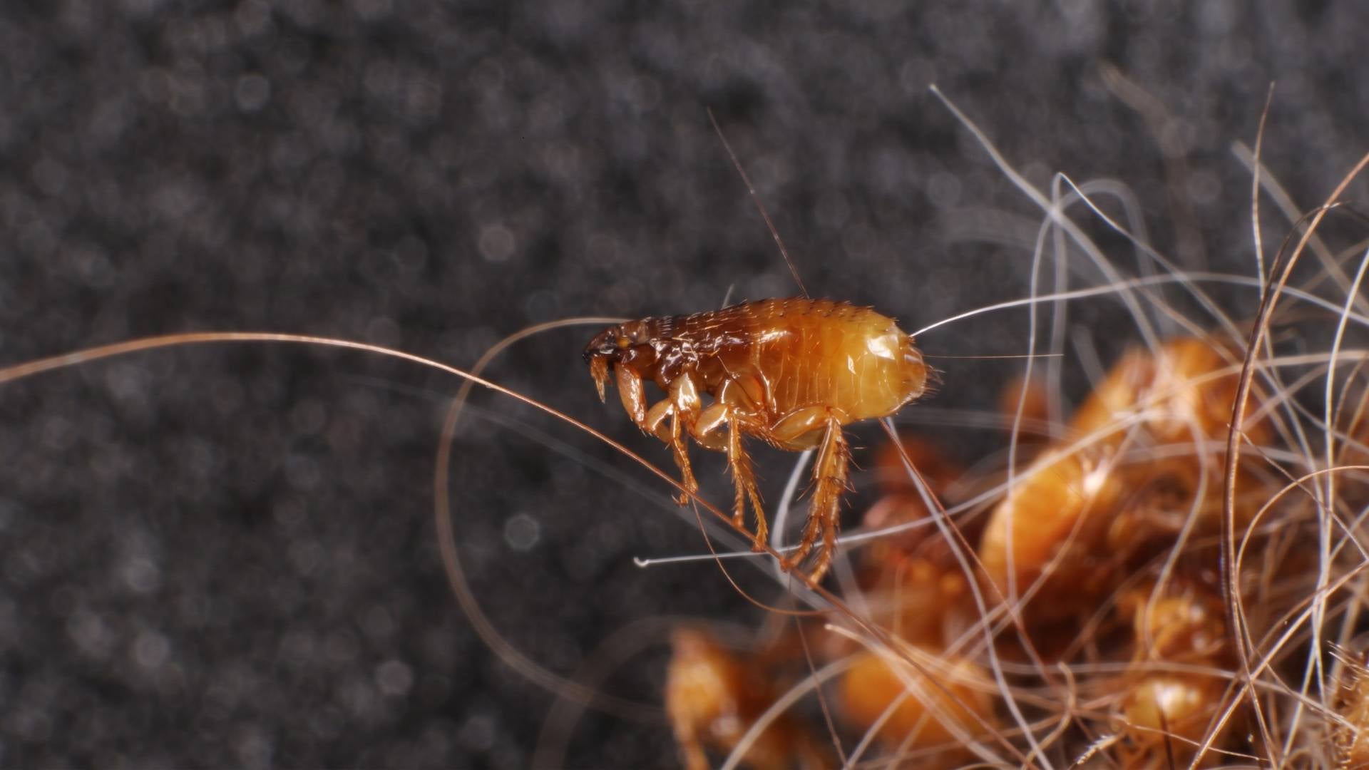 Are Fleas and Ticks Affected by Rain?