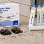 Best Pharaoh Ant Bait For Recurring Infestations