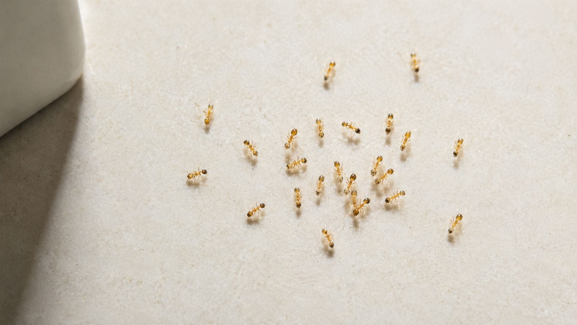 Pharaoh ant bait