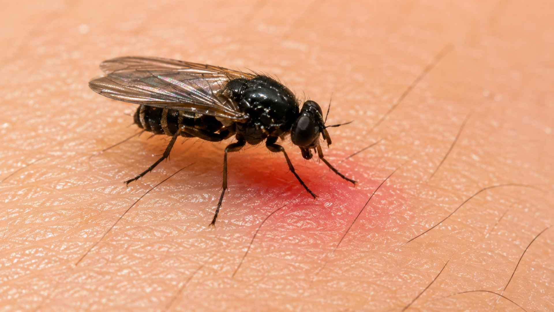 Black Flies