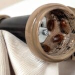 Can Bed Bugs Hide inside Curtain Rod Brackets 
