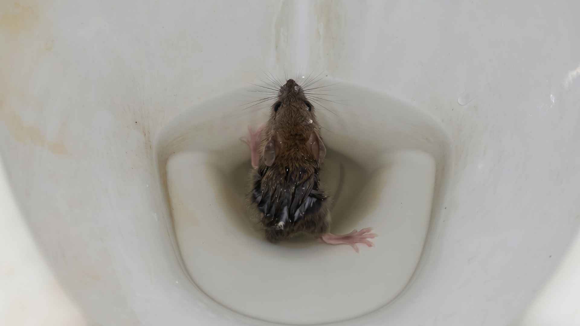 Can Rats Really Swim Up Through a Toilet?
