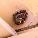 Can Wasps Return to an Old Nest the Next Year 