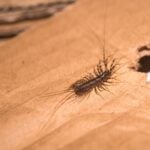 Do Dehumidifiers Help With House Centipedes 
