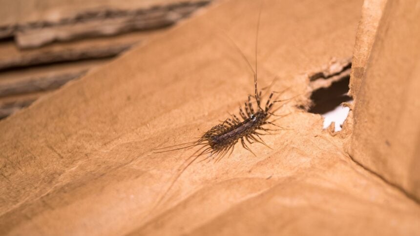 Do Dehumidifiers Help With House Centipedes 