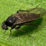 Do Phorid Flies Bite Humans