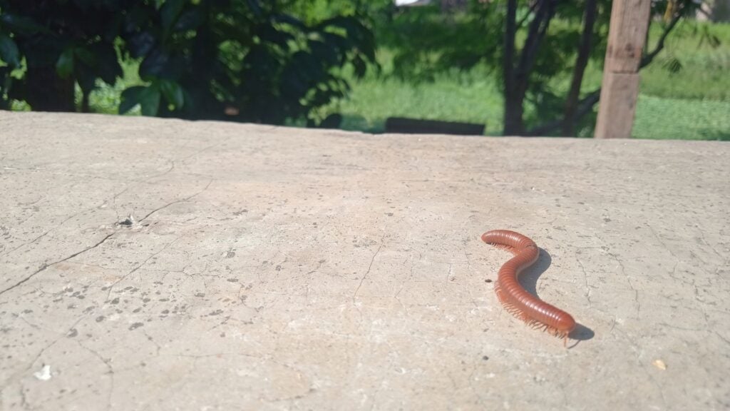 Why Millipedes Appear after Heavy Rain - Causes & Prevention 3 Does Heavy Rain Cause a Millipede Infestation?