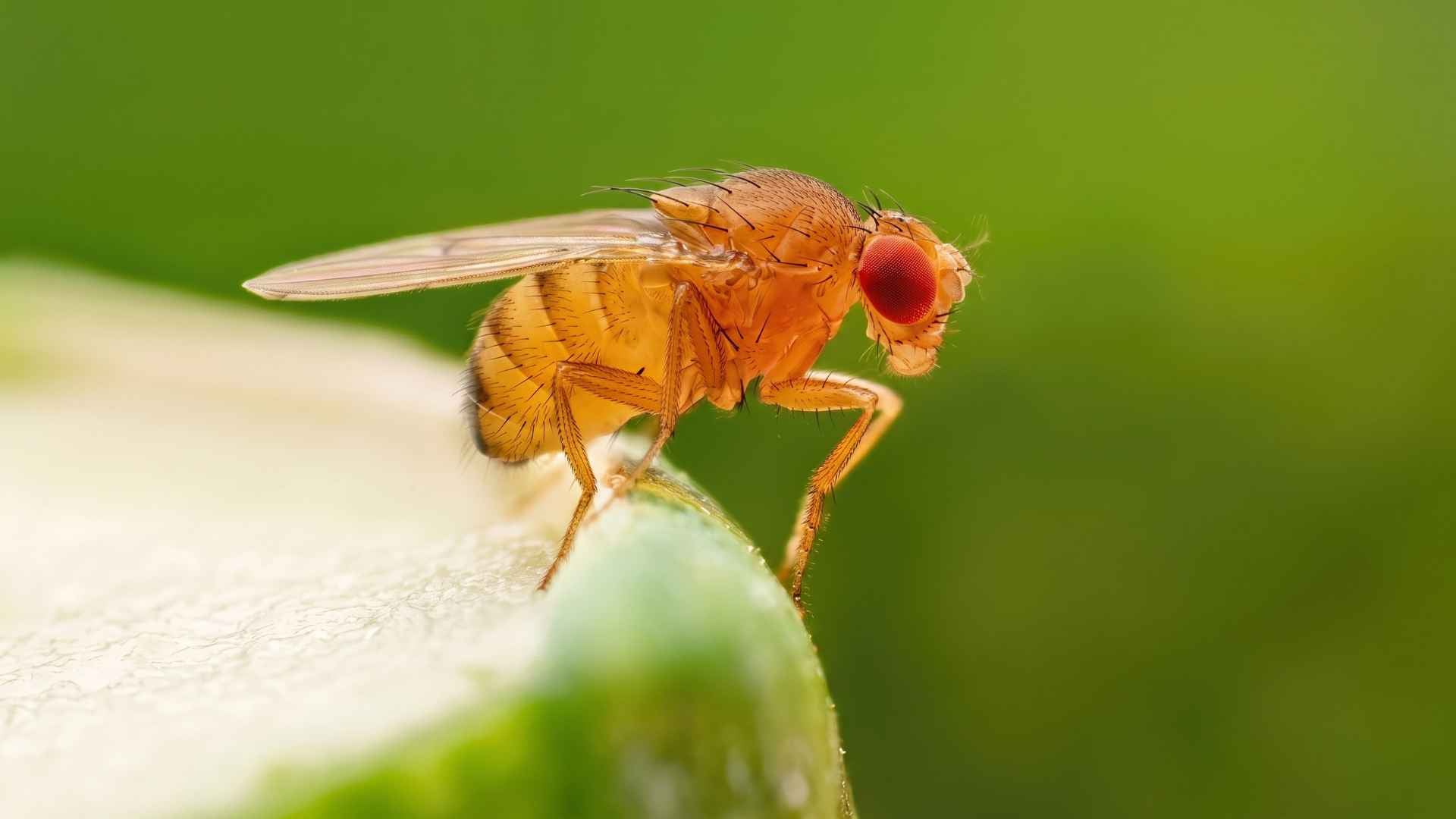 Fruit Flies