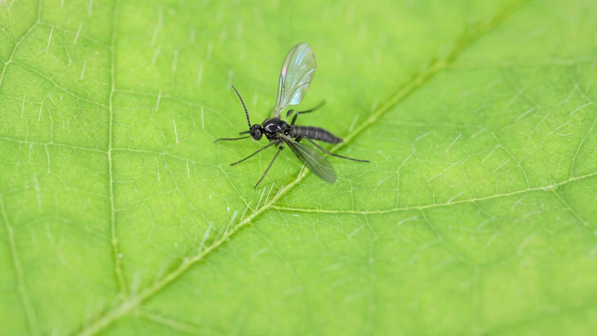 Fungus Gnats