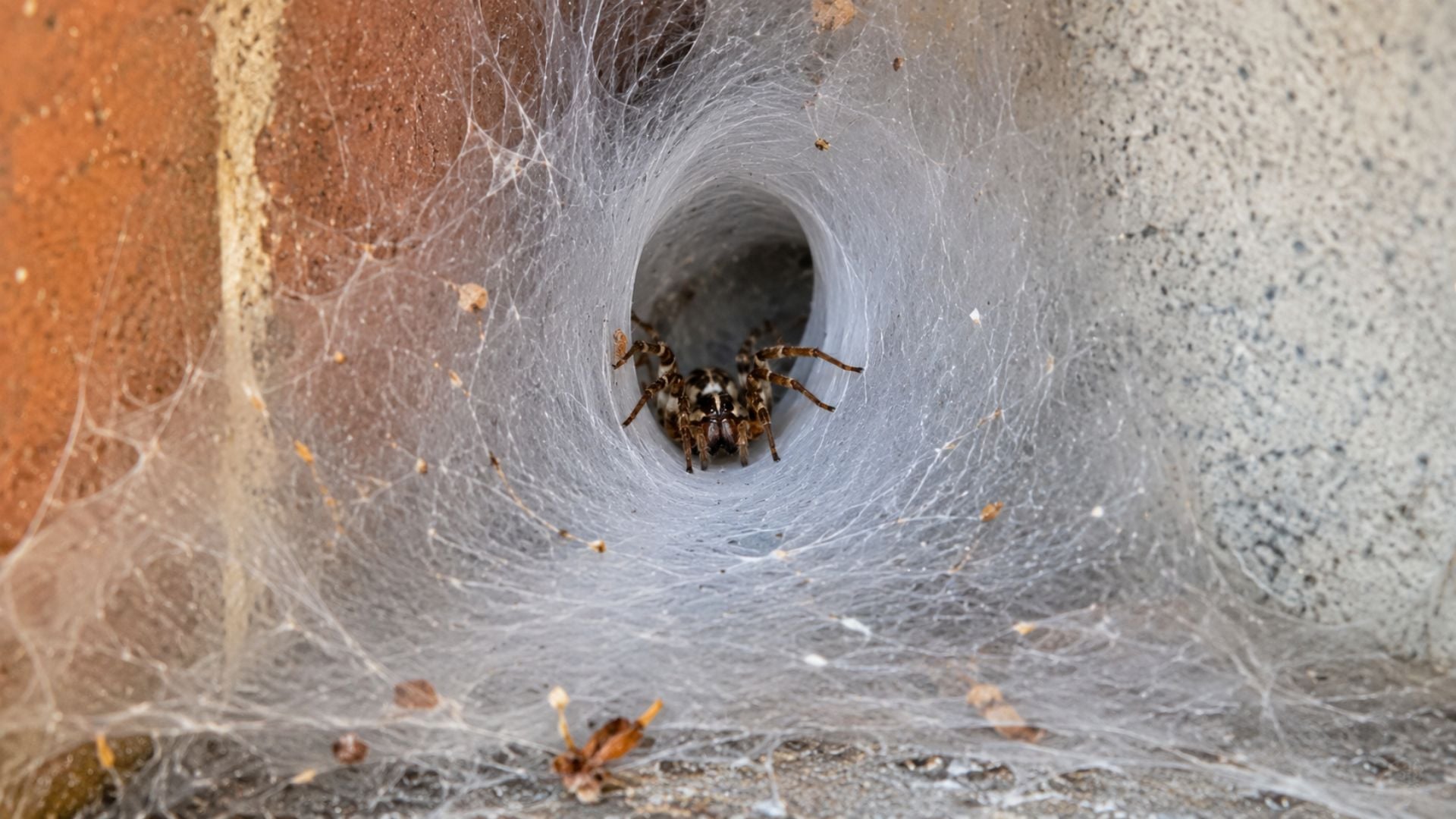Funnel Webs