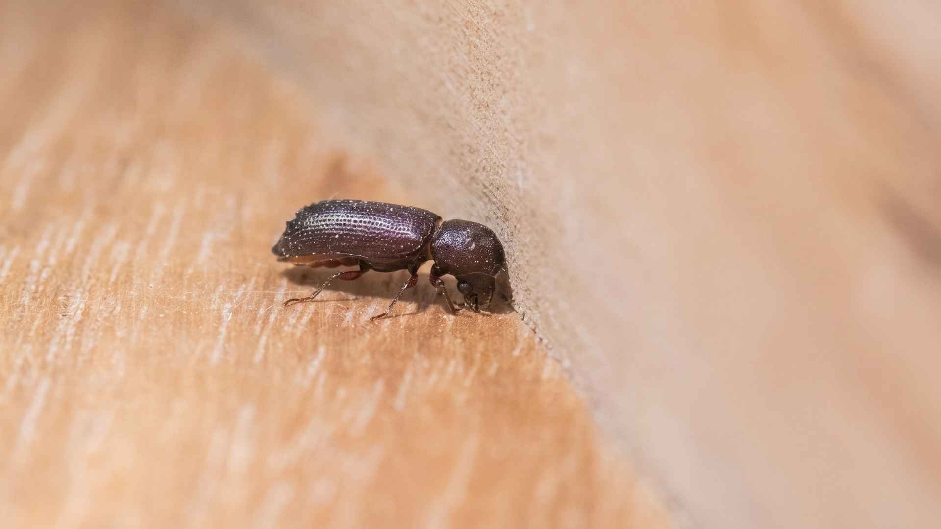 Where Do Powderpost Beetles Emerge From? 5 How to Prevent Powderpost Beetles from Invading