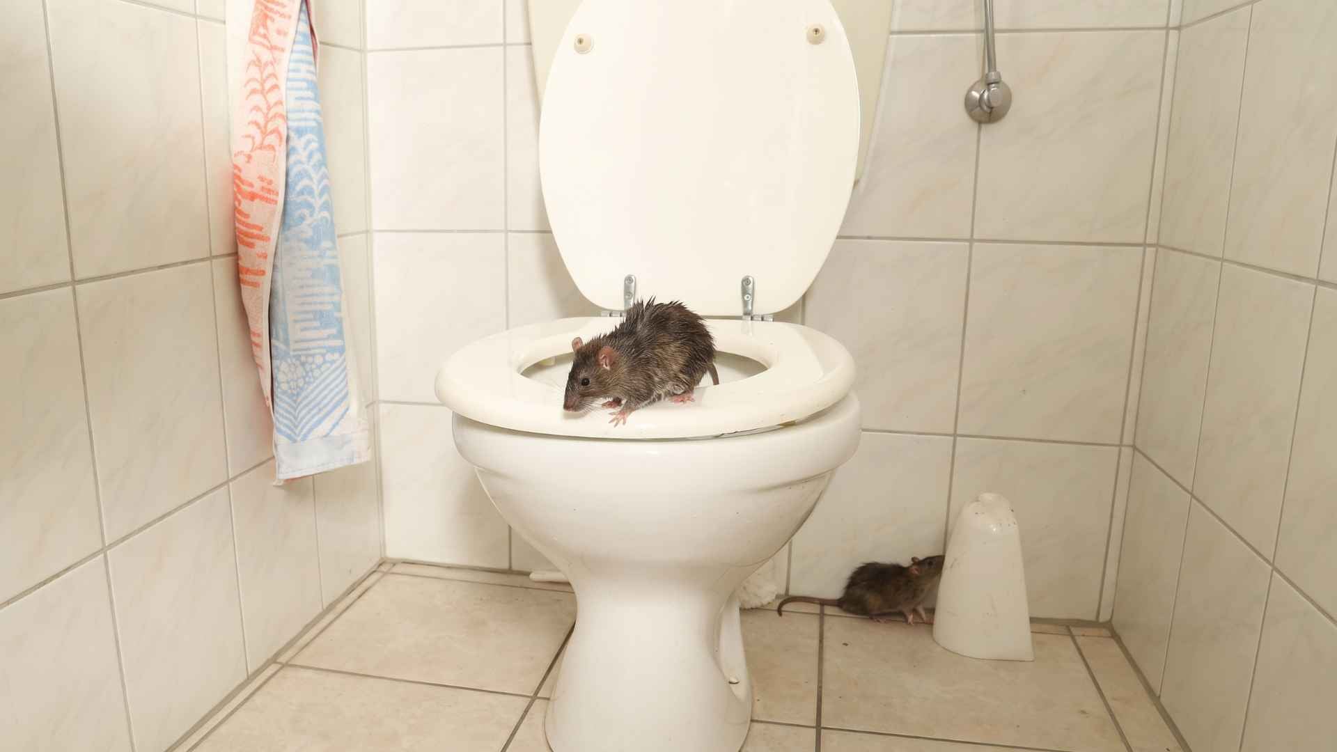 How Do Rats Get Into Toilets in the First Place?