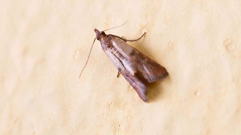 Should You Use Insecticide for Pantry Moths?