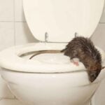 How Often Do Rats Come Up Toilets at Night