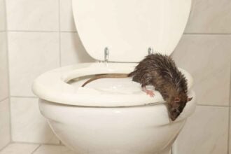 How Often Do Rats Come Up Toilets at Night