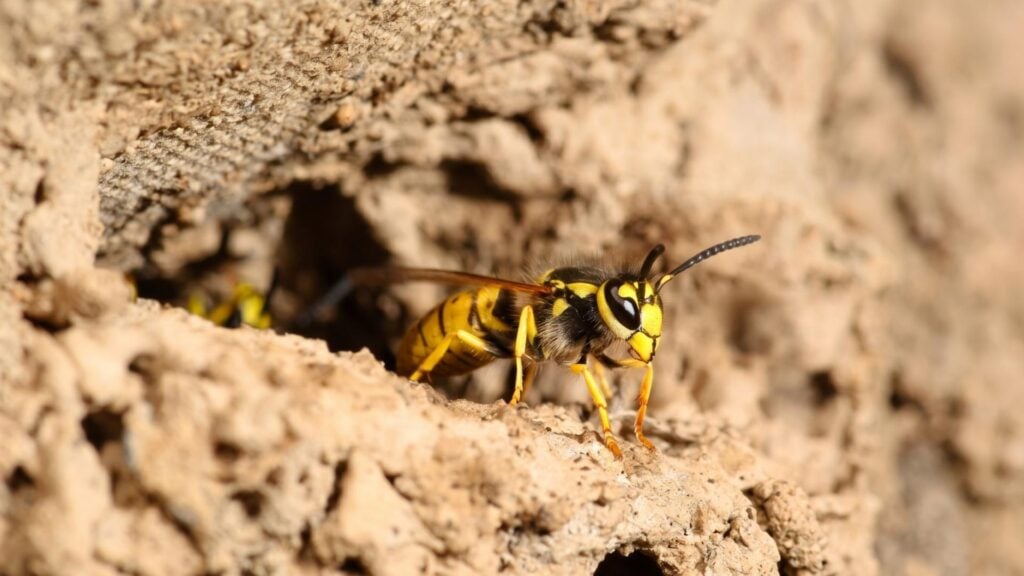 How Often Should You Inspect Your Home for Wasp Nests 3 How Often Should You Inspect Your Home for Wasp Nests?