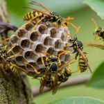 How Often Should You Inspect Your Home for Wasp Nests