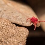 How To Keep Clover Mites Out of Upstairs Rooms