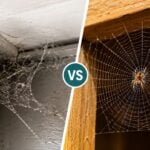 How To Tell if a Spider Web is old or Active