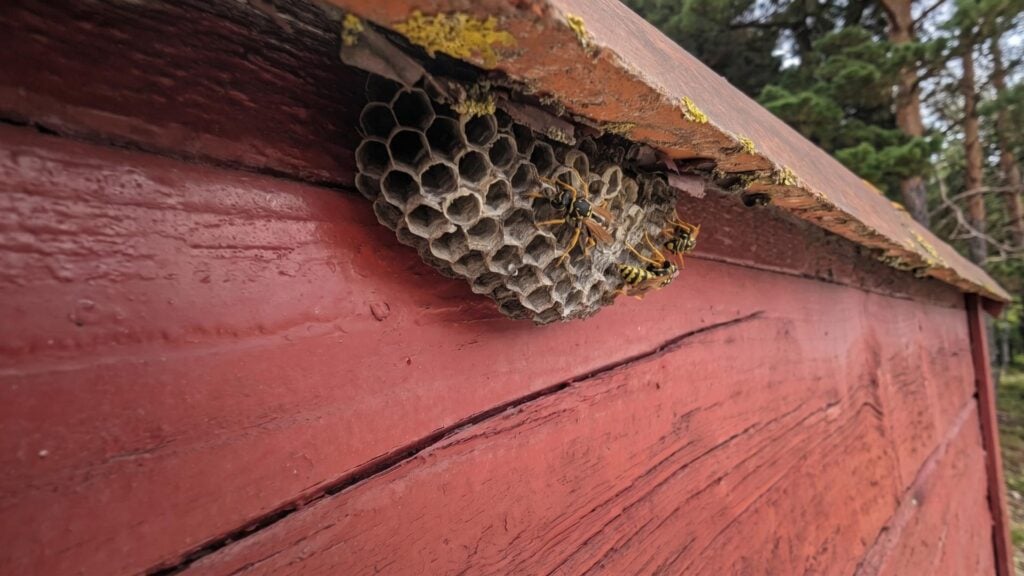 How Often Should You Inspect Your Home for Wasp Nests 2 How Wasp Colonies Get Started