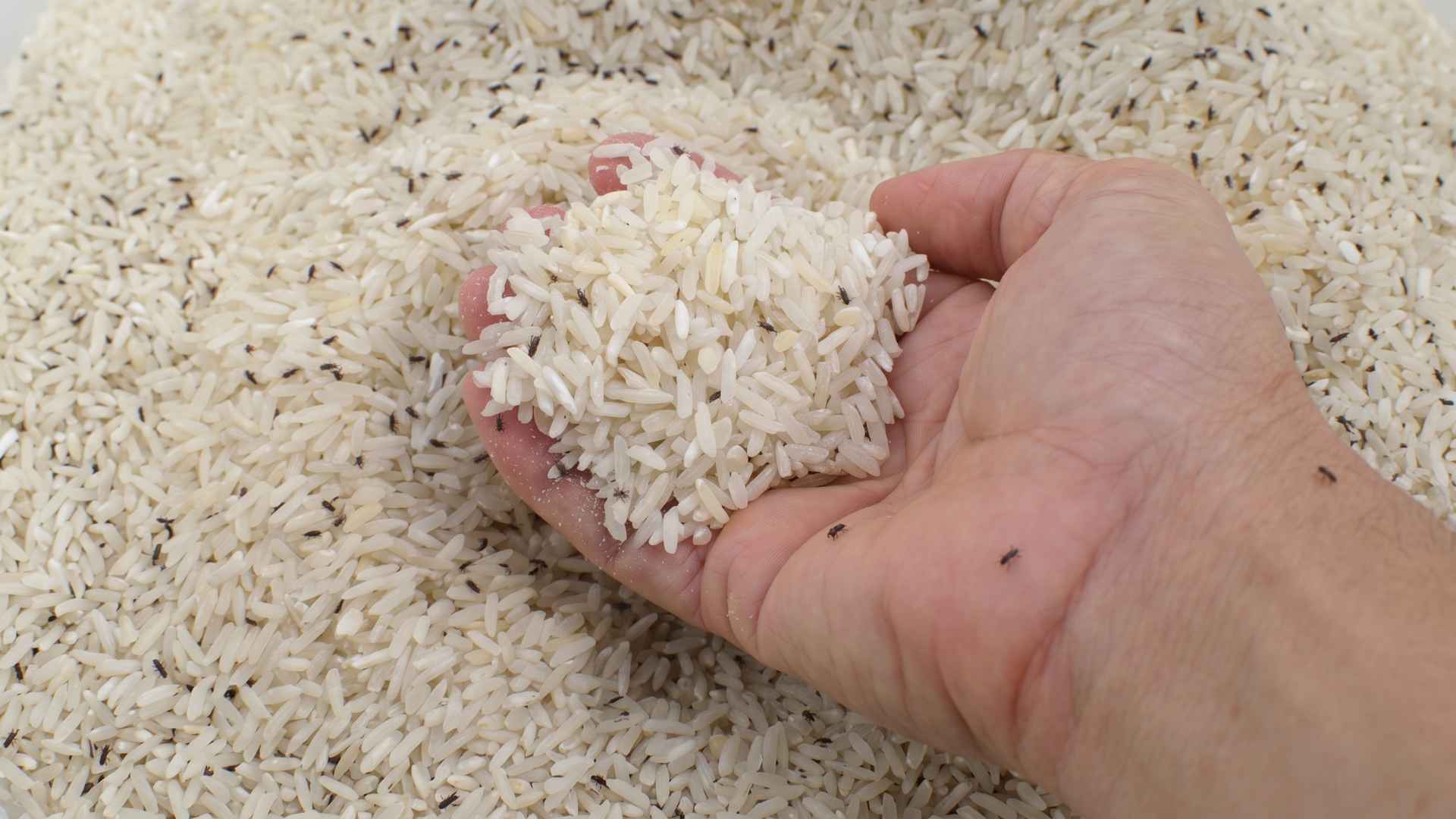 Where Do Rice Weevils Come From in the House 4 How to Get Rid of Rice Weevils in the House