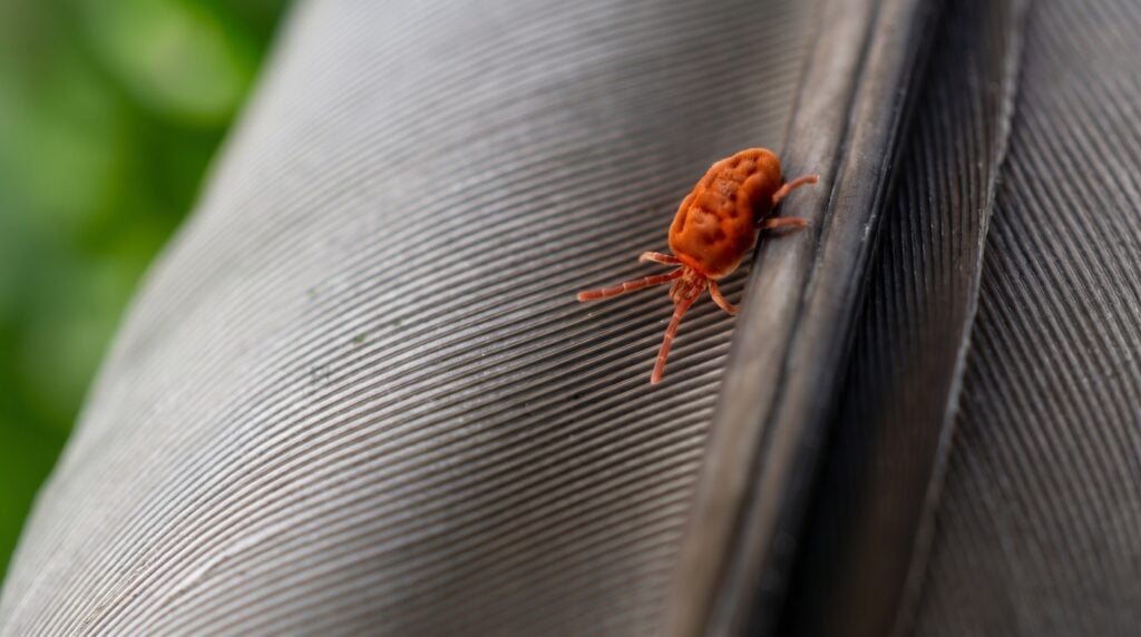 How to Seal Cracks That Clover Mites Use to Enter