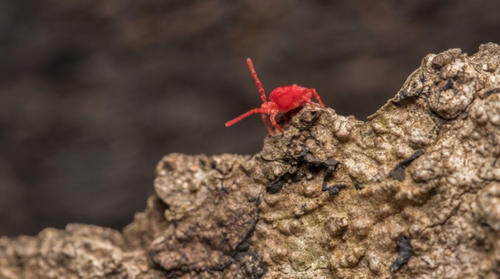 How to Stop Clover Mites From Coming Back