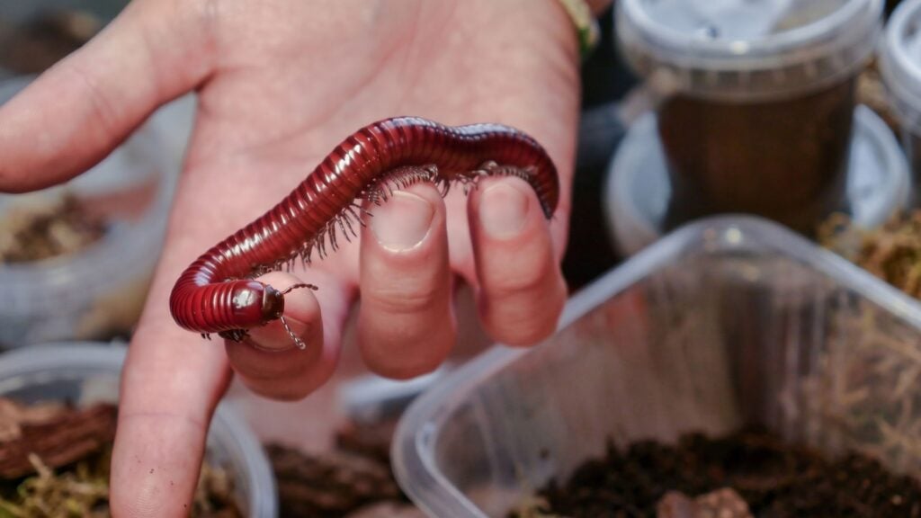 Why Millipedes Appear after Heavy Rain - Causes & Prevention 4 How to Stop Millipedes From Coming Inside After Rain