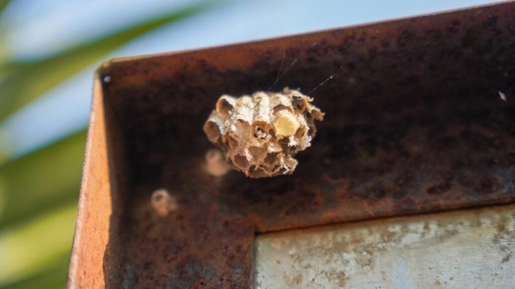 How to Stop Wasps From Nesting in Your Home