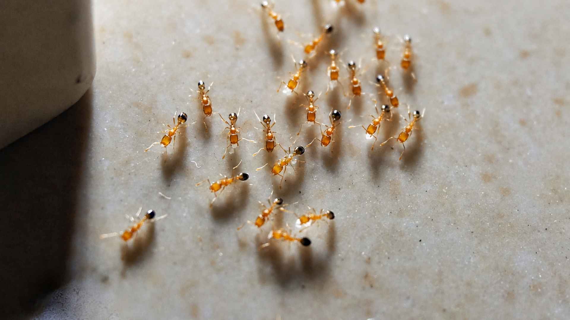 Why Do Pharaoh Ants Spread After Being Sprayed 5 How to Tell If Spraying Has Caused Pharaoh Ants to Spread