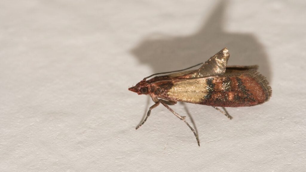 Indian meal moths