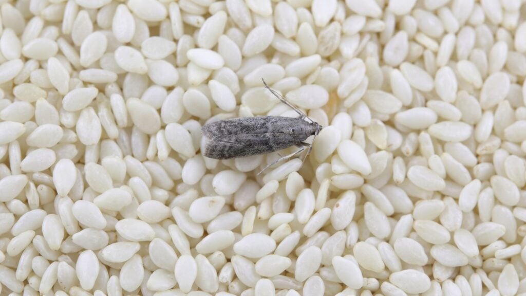 Mediterranean flour moths