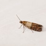 How To Get Rid Of Pantry Moths