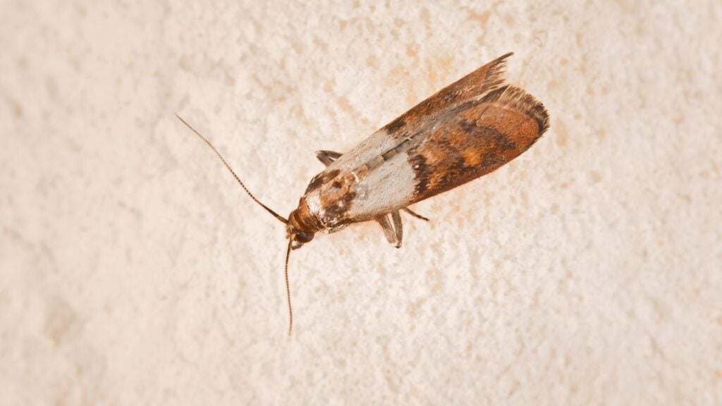How to Tell If You Have a Pantry Moth Infestation