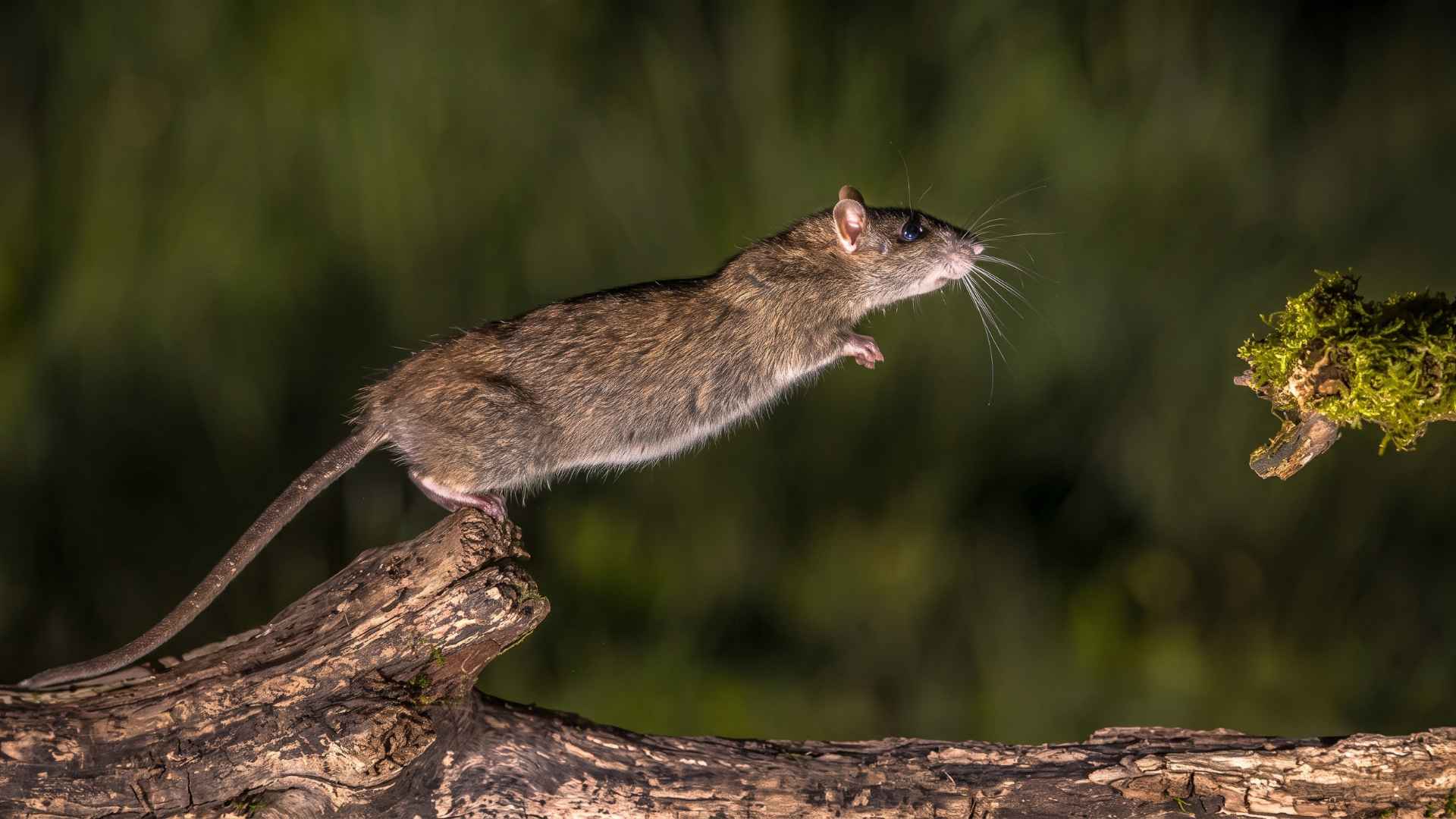 15+ Surprising Rat Facts That Change How You See Them 4 Rats Are Olympic Level Athletes