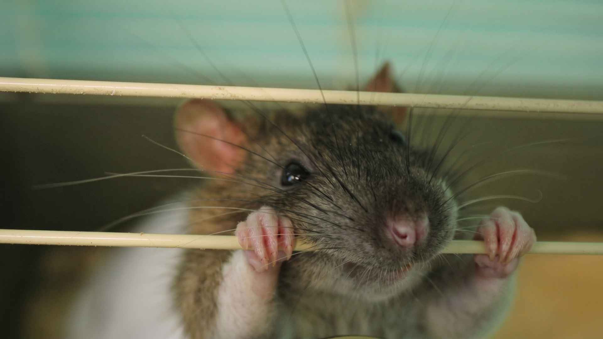 15+ Surprising Rat Facts That Change How You See Them 6 Rats Can Chew Through Almost Anything